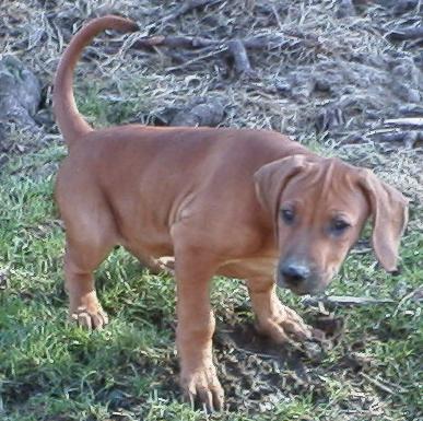 kushinda 39 s rhonda x jean paul jc puppies dob 11 29 00 health guarantee for puppies form
