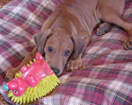 11 week puppy schedule kushinda s rhonda x jean paul jc puppies dob 11 29 00 11 week puppy schedule kushinda s rhonda x jean paul jc puppies dob 11 29 00