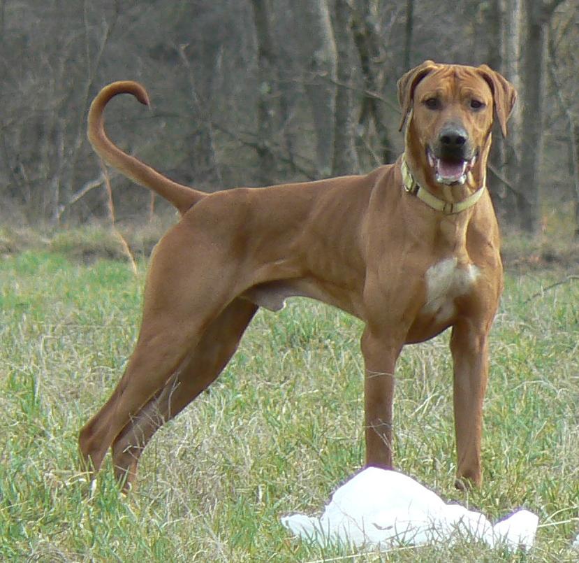 ridgeback adoption