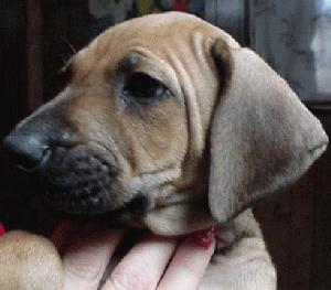 Kushinda Ridgeback