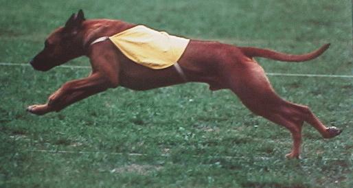 The Lion Hounds of Kushinda