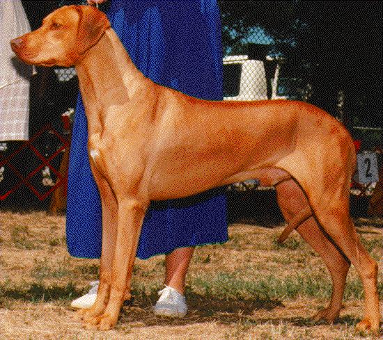 Daktari's Profile