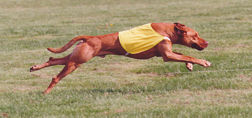 The Lion Hounds of Kushinda